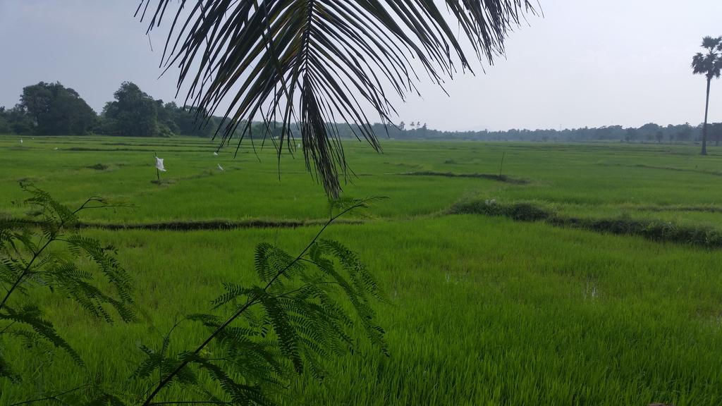 Serene View Tourist Rest Ξενοδοχείο Anuradhapura Εξωτερικό φωτογραφία
