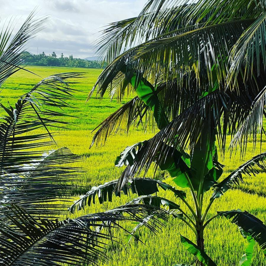 Serene View Tourist Rest Ξενοδοχείο Anuradhapura Εξωτερικό φωτογραφία